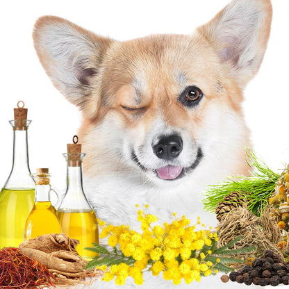 The Blissful Dog First Sniff Dog Cologne - Your First Sniff Stays on My Mind