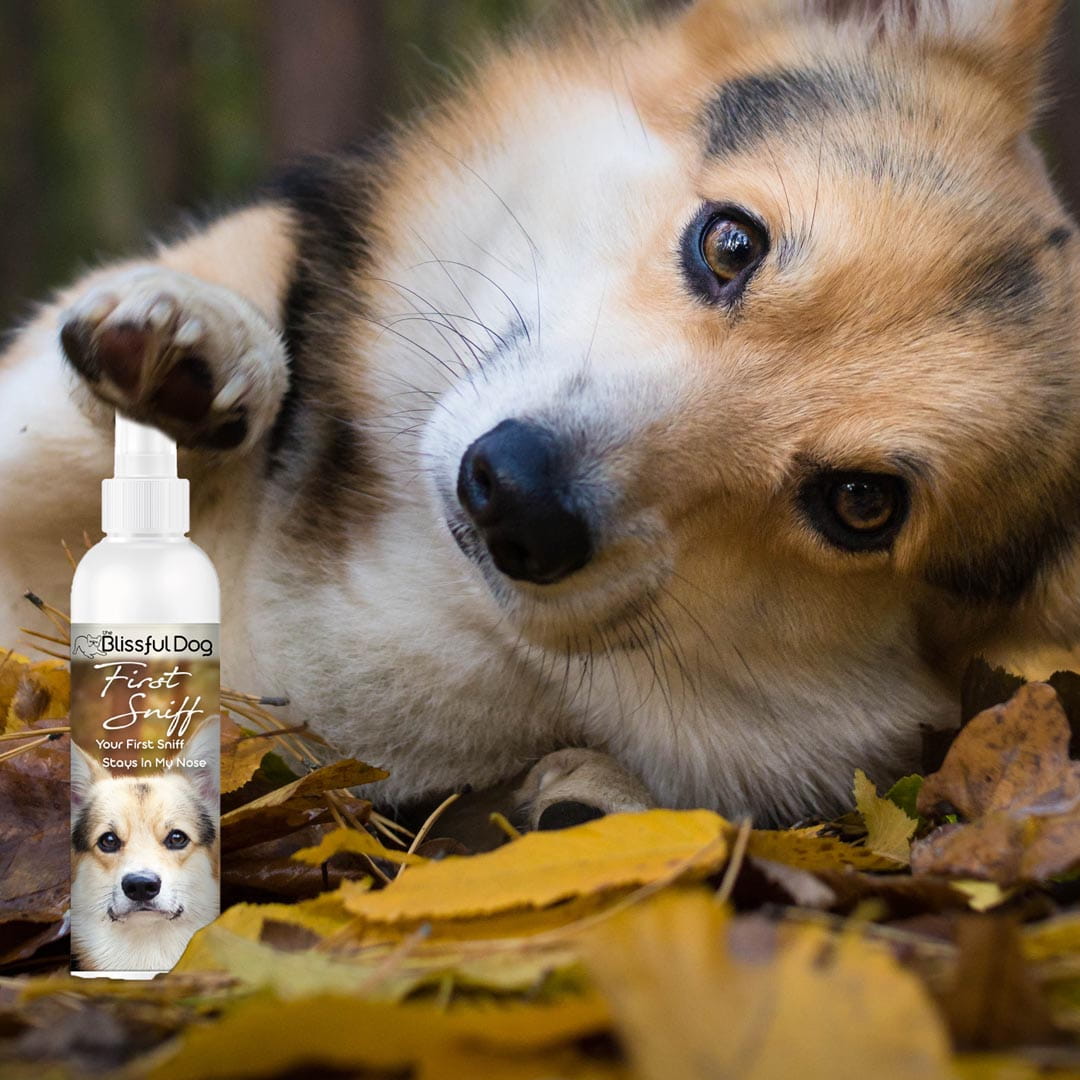 The Blissful Dog First Sniff Dog Cologne - Your First Sniff Stays on My Mind