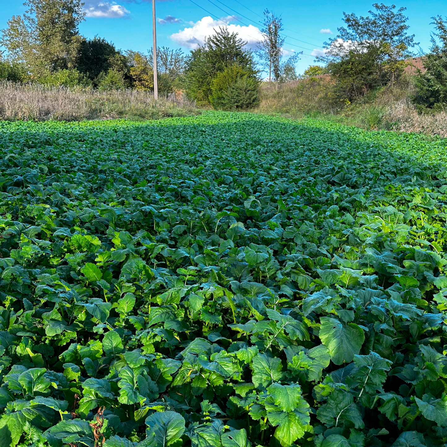Rolling Hills Supply Turnips