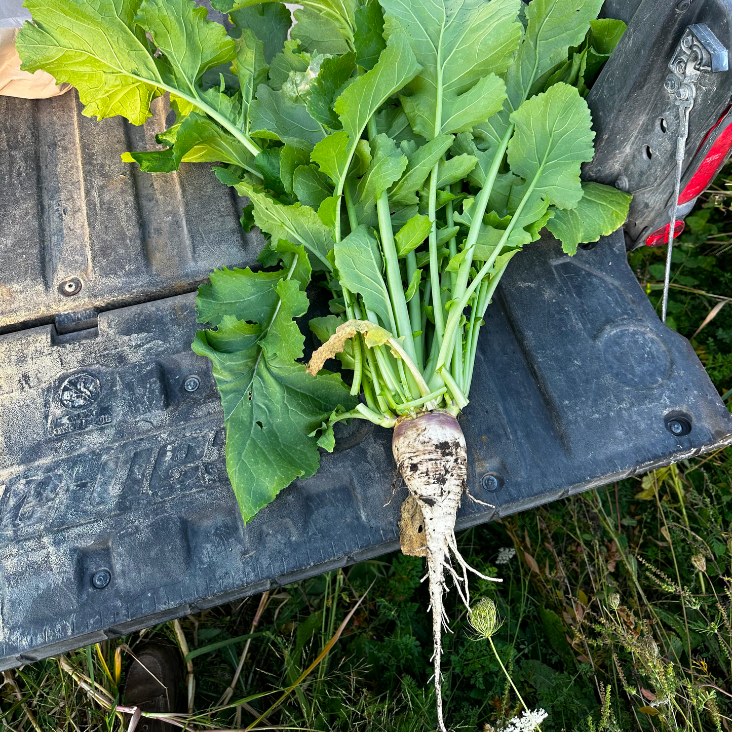 Rolling Hills Supply Turnips