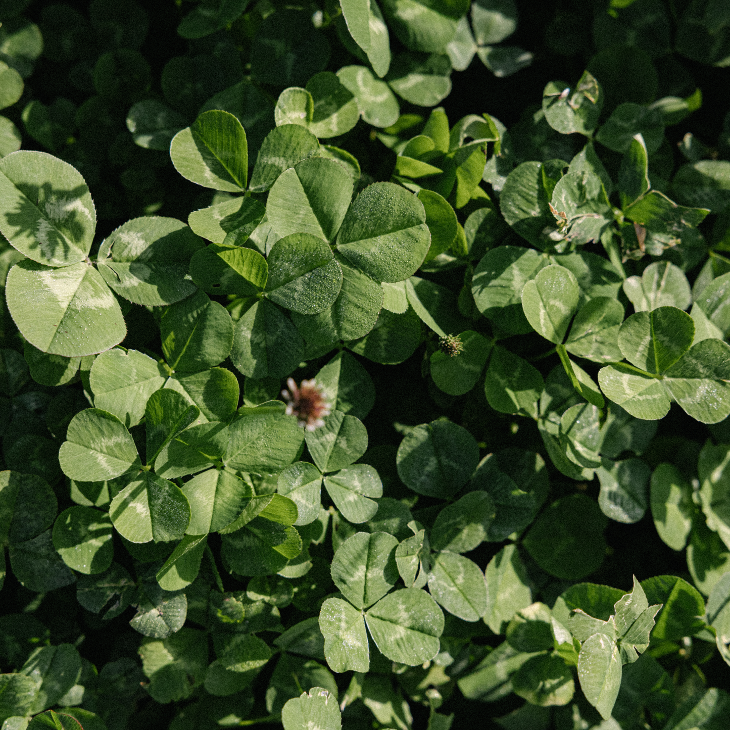 Rolling Hills Supply Clover