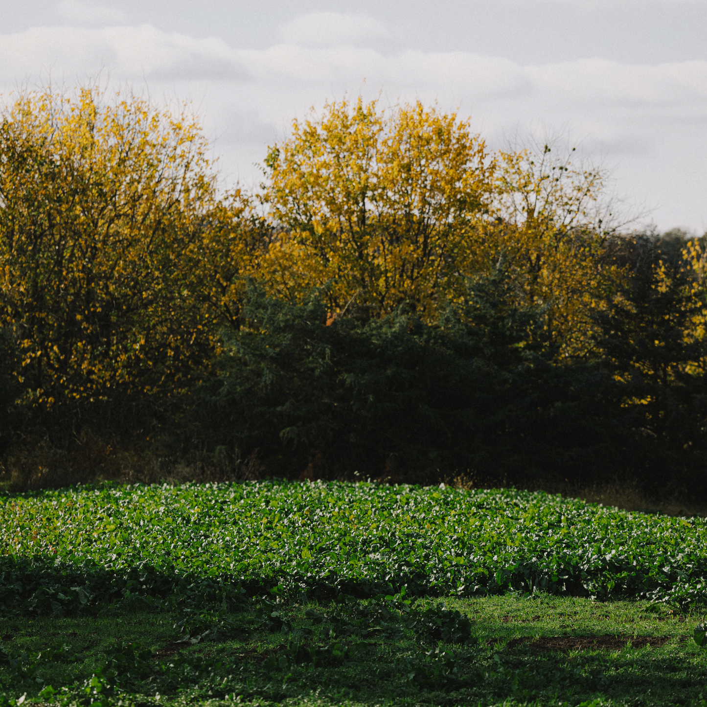 Rolling Hills Supply Turnips