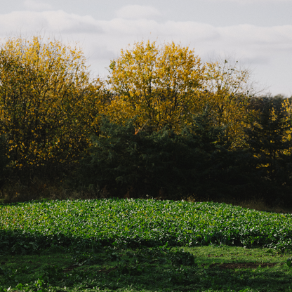 Rolling Hills Supply Turnips