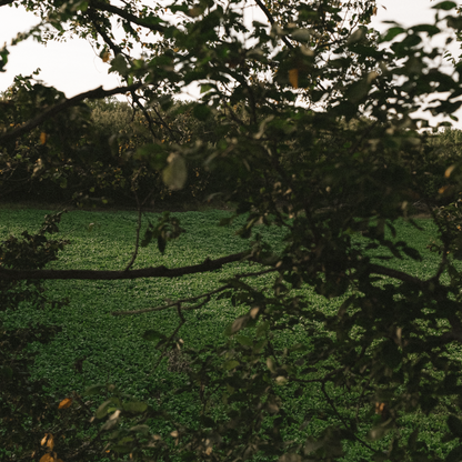 Rolling Hills Supply Radish+