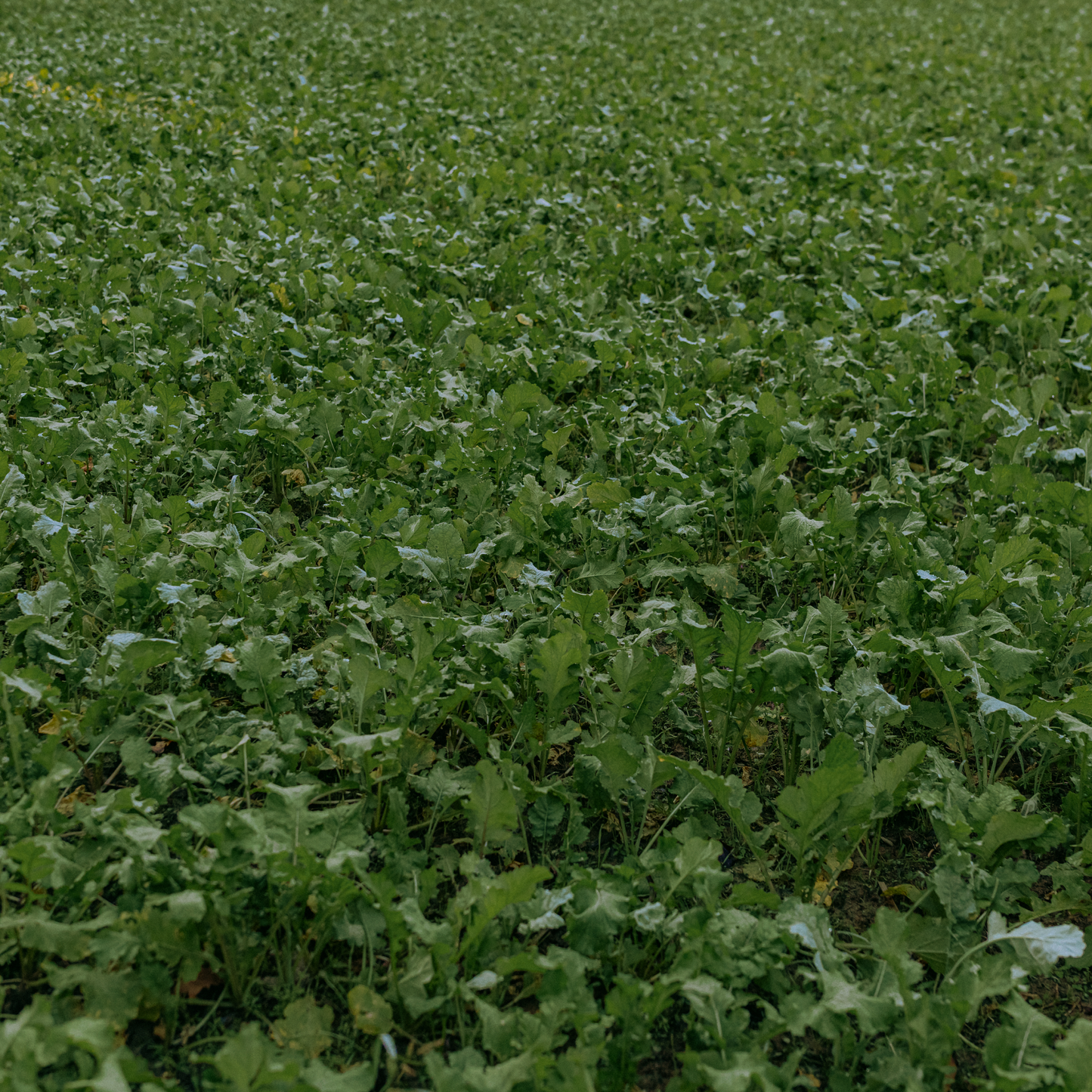 Rolling Hills Supply Radish+