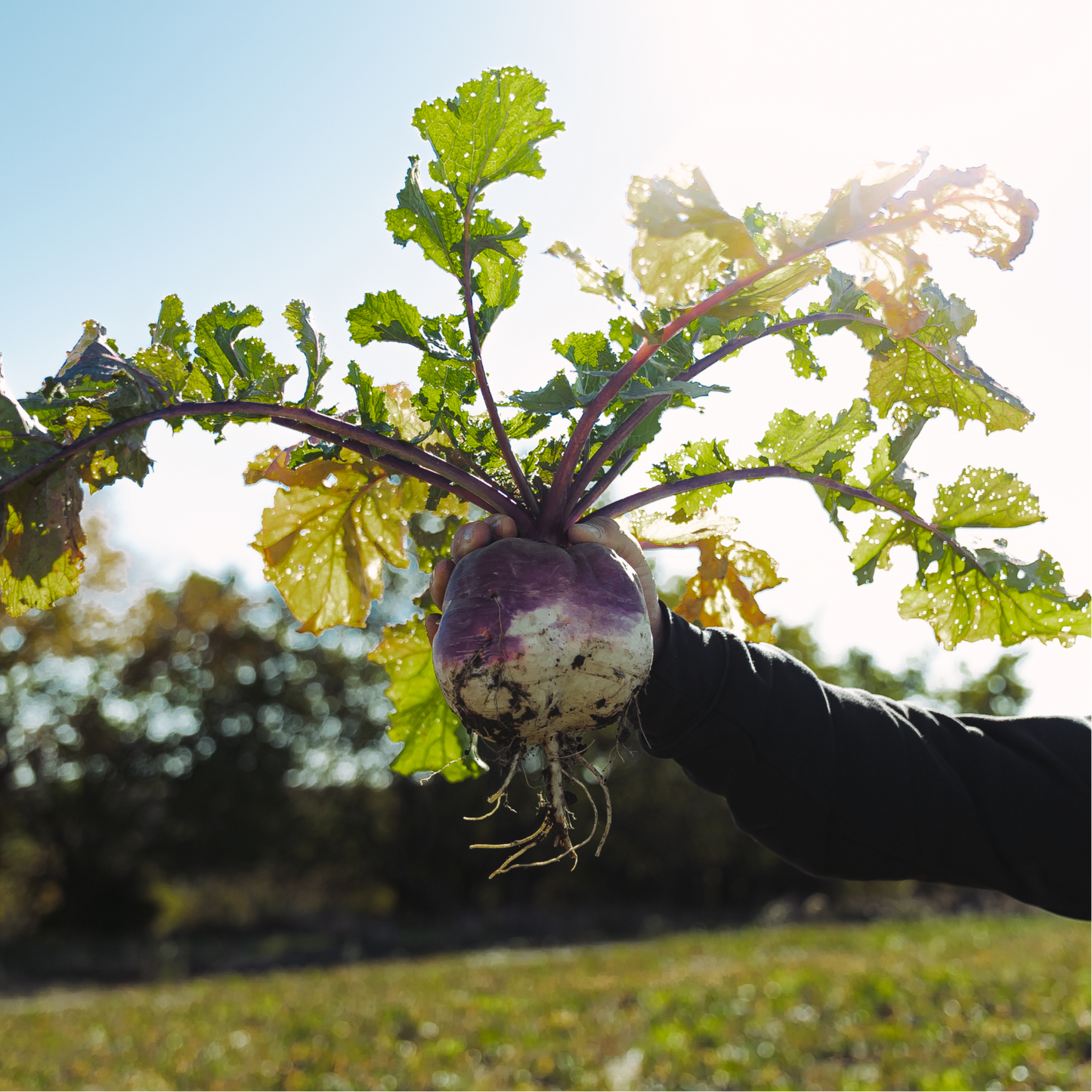 Rolling Hills Supply Turnips