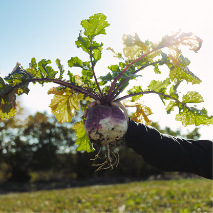 Rolling Hills Supply Turnips