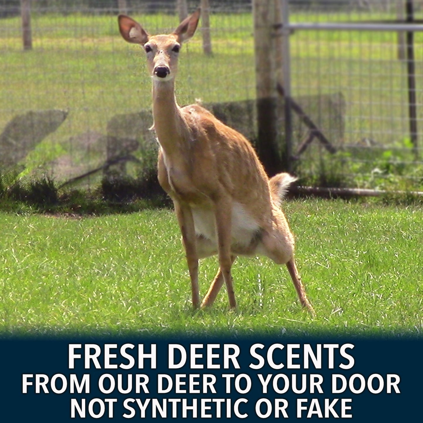 Outdoor Hunting Lab Rut Season Pro Packs