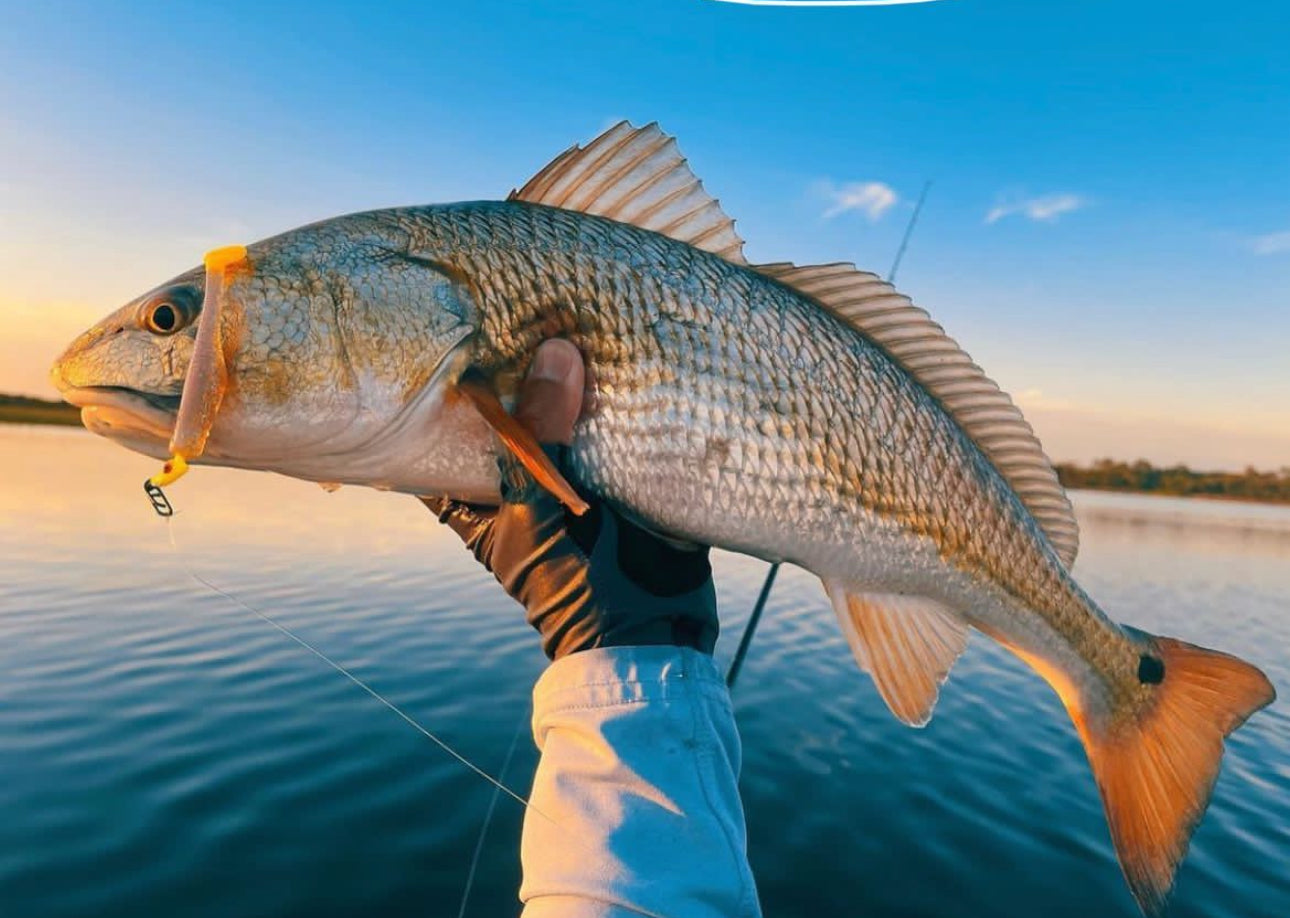 Topwater Co Small Speed Clips (45lbs)