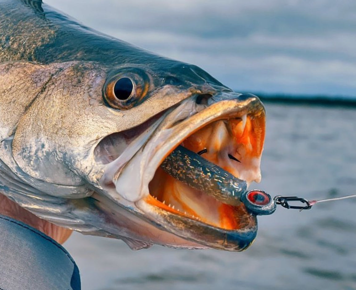 Topwater Co Small Speed Clips (45lbs)