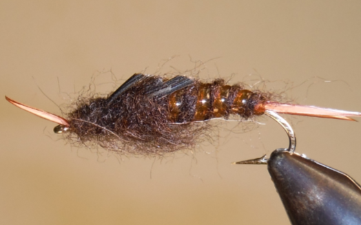 Stone Creek Giant Stonefly Nymphs