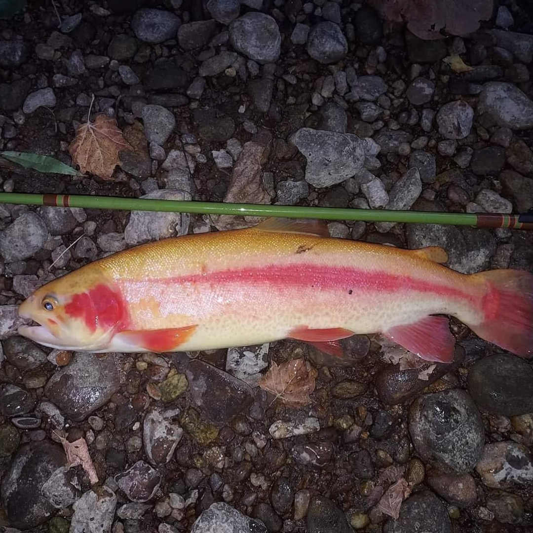 Wasatch "Baby" RodZilla Tenkara Rod