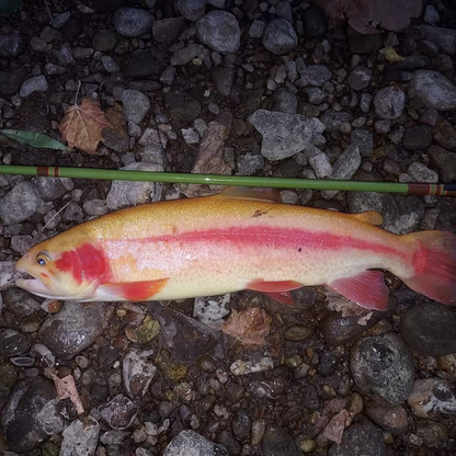 Wasatch "Baby" RodZilla Tenkara Rod