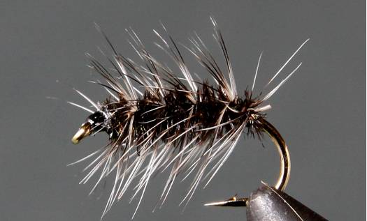 Stone Creek Griffith's Gnat