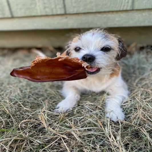 Jack’s Premium Pig Ear