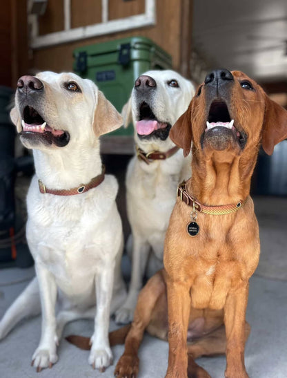 Whiskey Leatherworks Saltwater Dog Collars