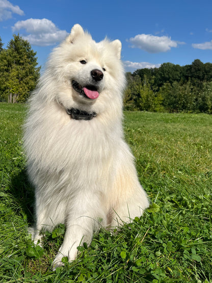 Pawious - GPS Dog Fence F810+, 2nd Gen with GPS Signal Boost Chip and AI Scene Recognition - 2 Dog Set