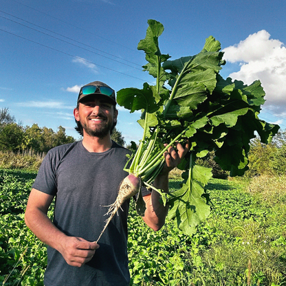 Rolling Hills Supply Turnips