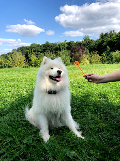 Pawious - GPS Dog Fence F810+, 2nd Gen with GPS Signal Boost Chip and AI Scene Recognition - 2 Dog Set