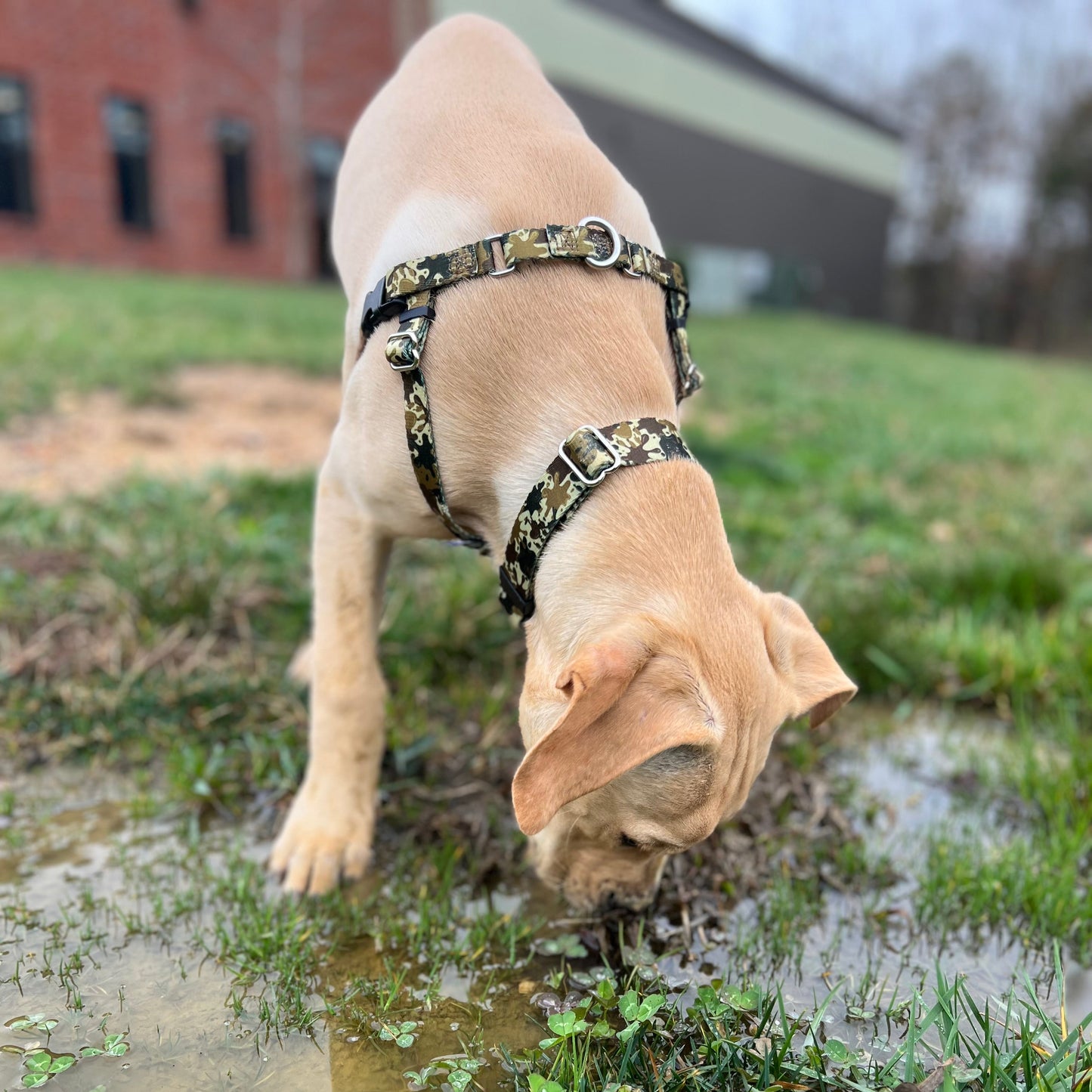 2 Hounds Design Archie Loves Mud Dog Collar – EarthStyle