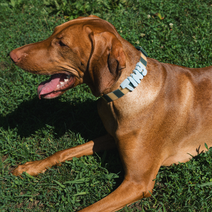 Springland Pets Waterproof Dog Collar