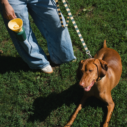 Springland Pets 20oz Flip Dog Travel Water Bottle