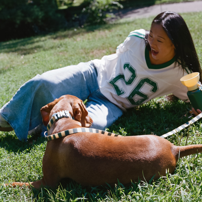 Springland Pets Waterproof Dog Collar