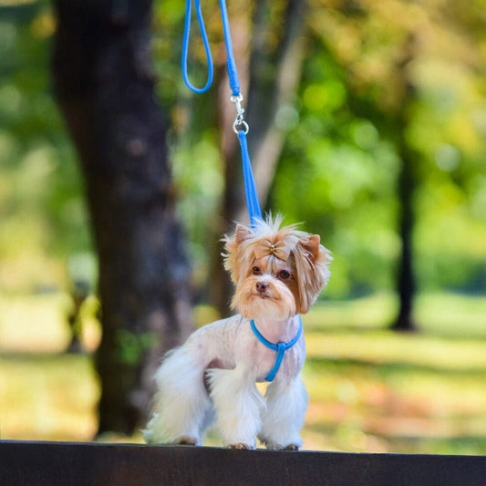 Dogline Soft Leather Round Step-In Harness + Round Lead