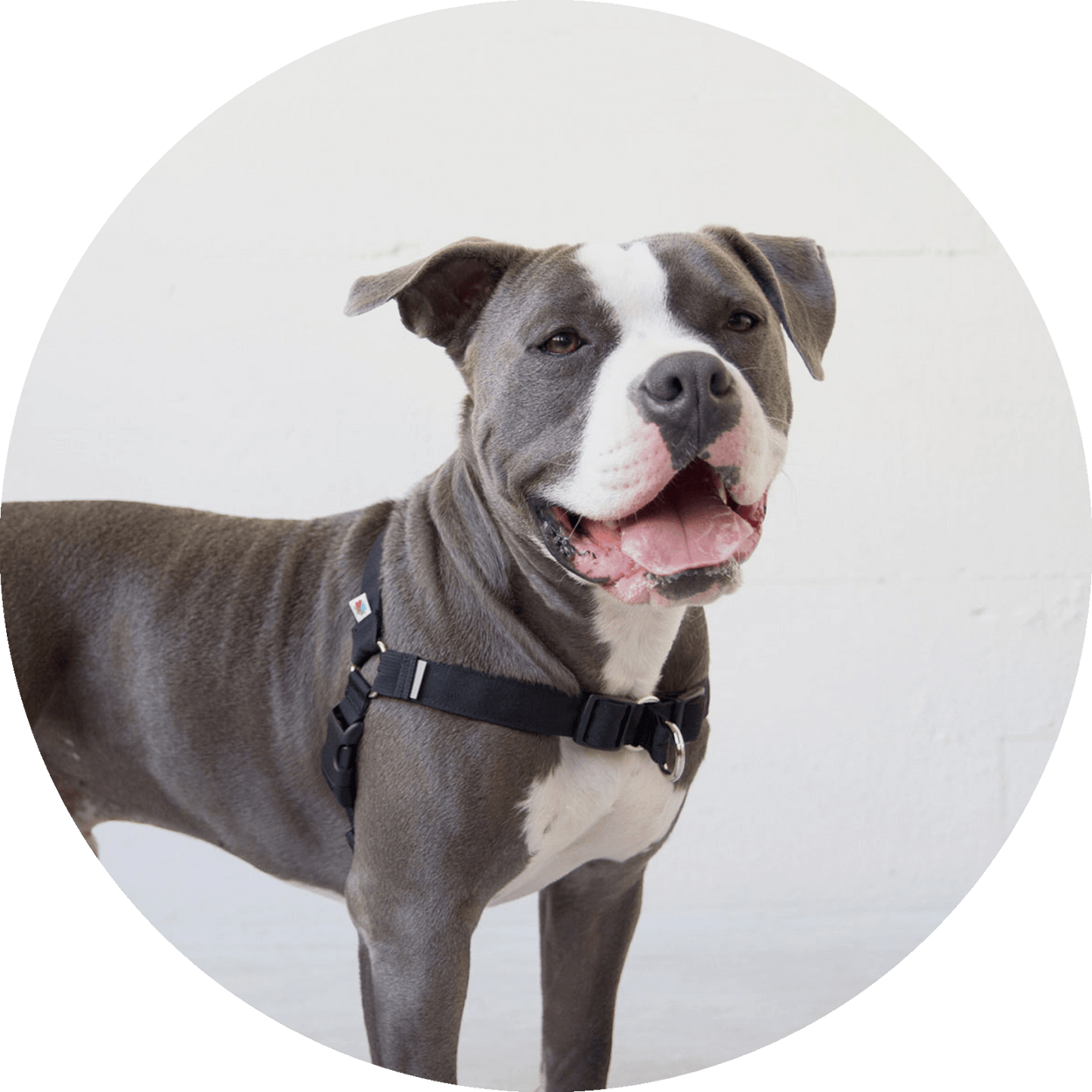 Wildebeest Linden No Pull Dog Harness