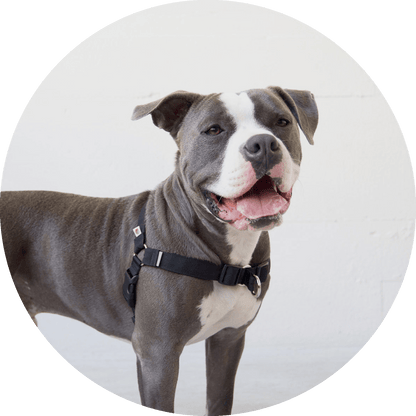 Wildebeest Linden No Pull Dog Harness