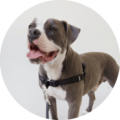 Wildebeest Linden No Pull Dog Harness