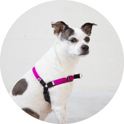 Wildebeest Linden No Pull Dog Harness