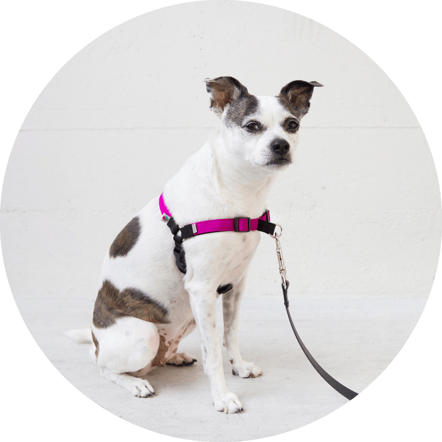 Wildebeest Linden No Pull Dog Harness