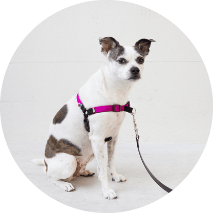 Wildebeest Linden No Pull Dog Harness