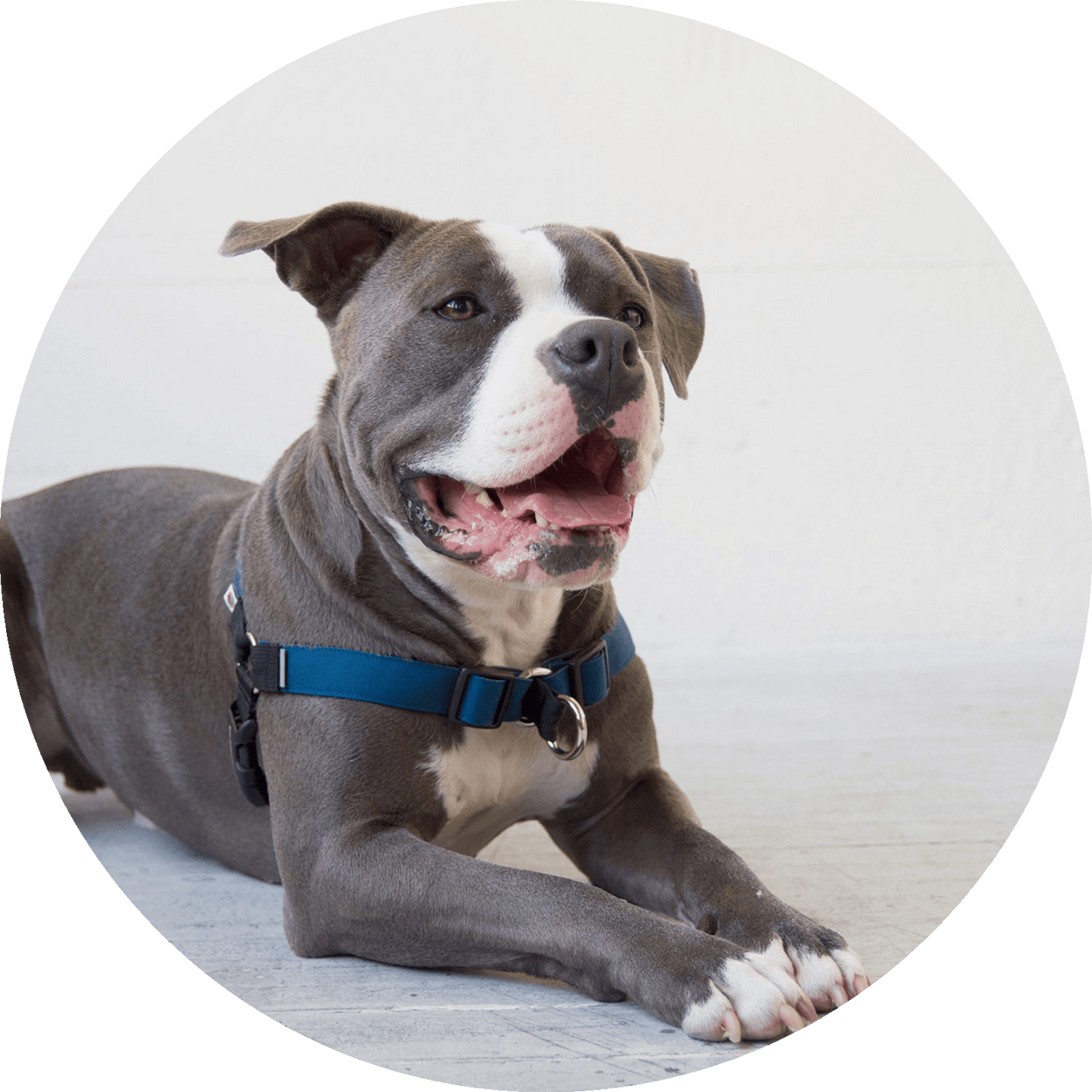 Wildebeest Linden No Pull Dog Harness