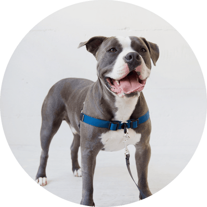 Wildebeest Linden No Pull Dog Harness