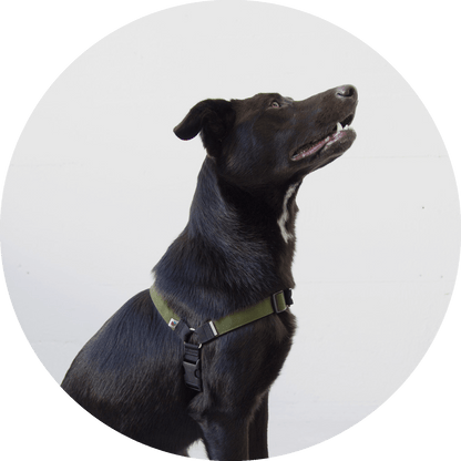 Wildebeest Linden No Pull Dog Harness