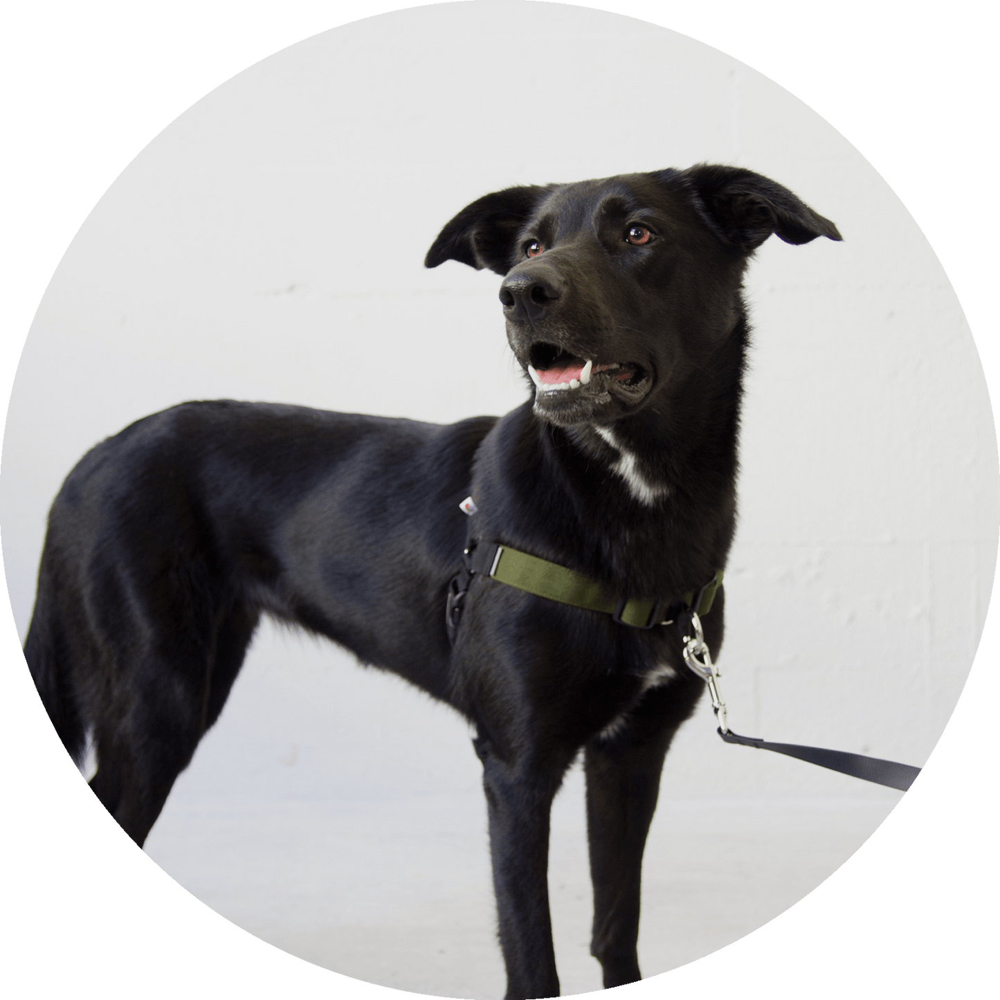 Wildebeest Linden No Pull Dog Harness