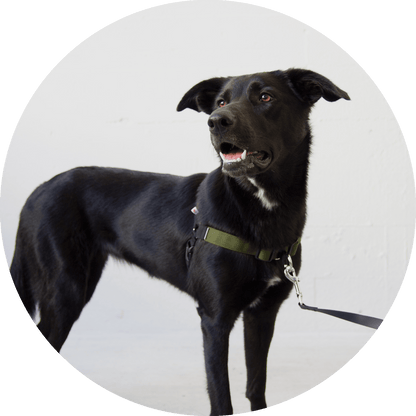 Wildebeest Linden No Pull Dog Harness