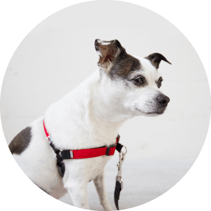 Wildebeest Linden No Pull Dog Harness