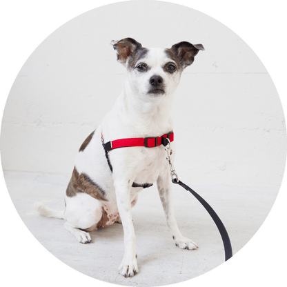 Wildebeest Linden No Pull Dog Harness