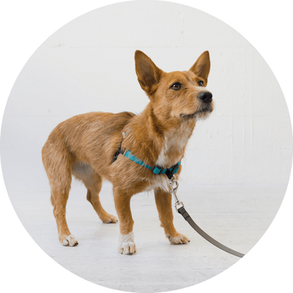 Wildebeest Linden No Pull Dog Harness