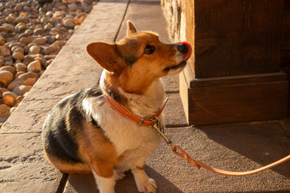 Texas Saddlery Chocolate Basket Dog Leash