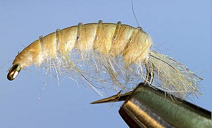 Stone Creek Molting Scuds