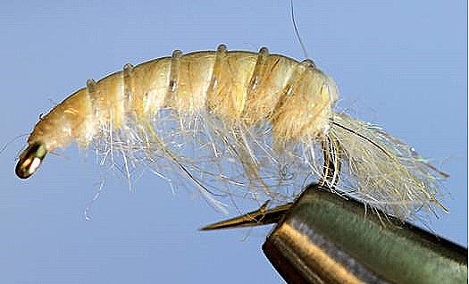 Stone Creek Molting Scuds