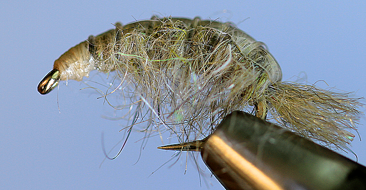 Stone Creek Molting Scuds