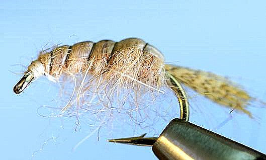 Stone Creek Molting Scuds