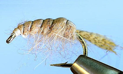 Stone Creek Molting Scuds