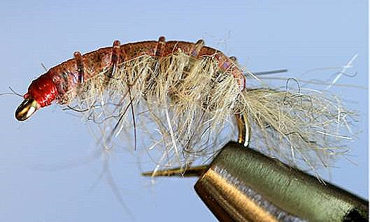Stone Creek Molting Scuds