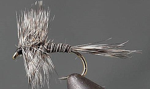 Stone Creek Mosquito